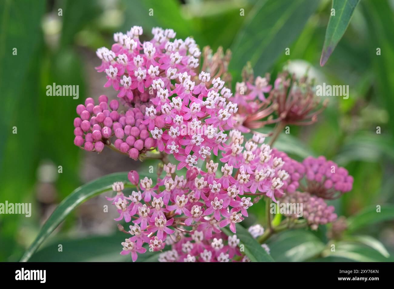 Pink Asclepias incarnata, das Sumpfmilchweed, Rosenmilchweed, Rosenmilchblume, Sumpfseidenweed, oder weißer indischer Hanf in Blume. Stockfoto