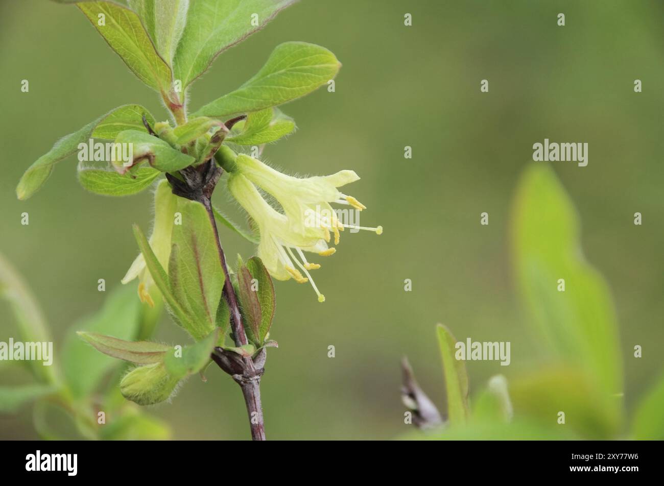 Mayberry Blume, Lonicera kamtschatica Blume 07 Stockfoto