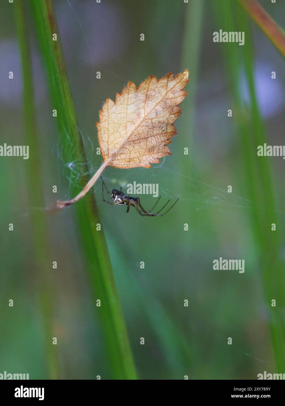 Zwergweber-Geldspinne, die durch ihr Netz zwischen Schilf kriecht Stockfoto