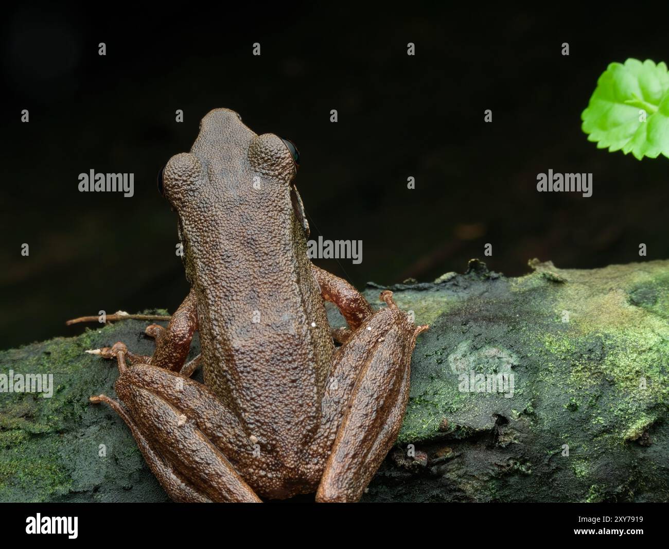 Ein brauner Frosch auf dem moosigen Holz Stockfoto