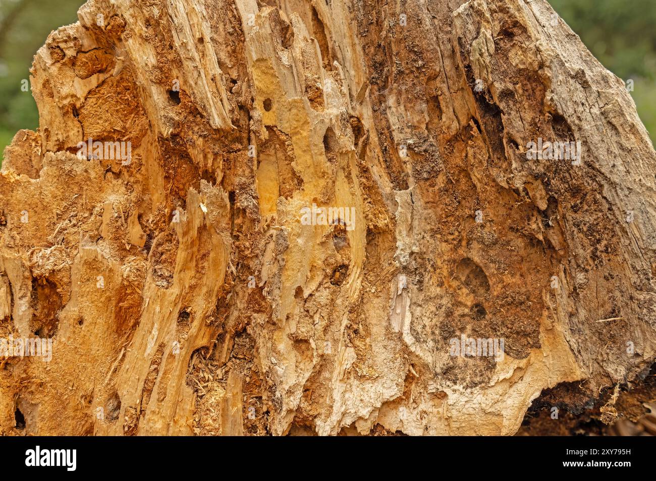 Baumstamm, der von Insekten gefressen wird. Natürliche alte Baumstruktur. Holzoberflächenfehler und Fasern aus nächster Nähe. Stockfoto