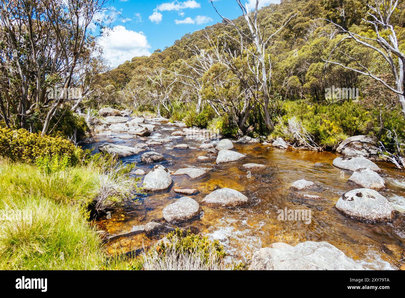 Wanderwege rund um den Thredbo Riover und den Thredbo Golf Course in Thredo in den Snowy Mountains, New South Wales, Australien Stockfoto
