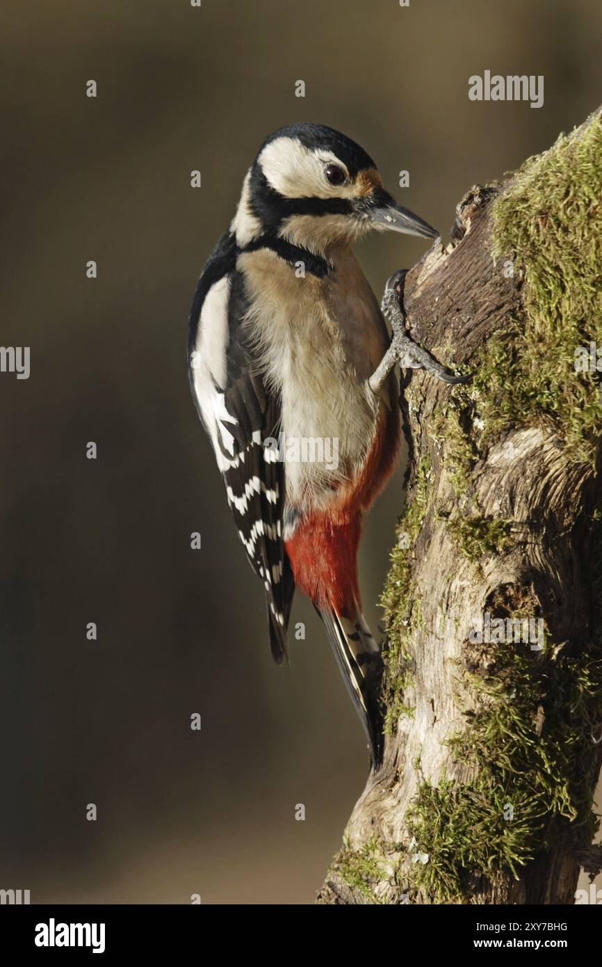 Großspecht, Weibchen, Dendrocopos Major, Syn Picoides Major, Großspecht, weiblich Stockfoto