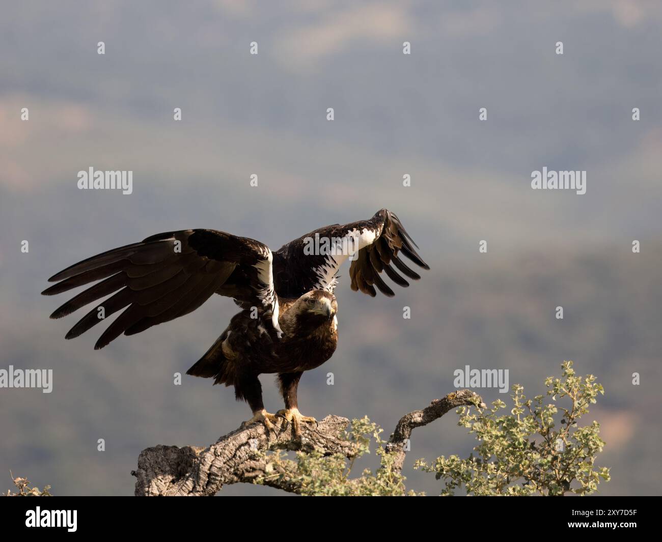 Der spanische Kaiseradler (Aquila adalberti) startet von Zweig Calera in der Nähe von Talavera de la Reina, Spanien Stockfoto