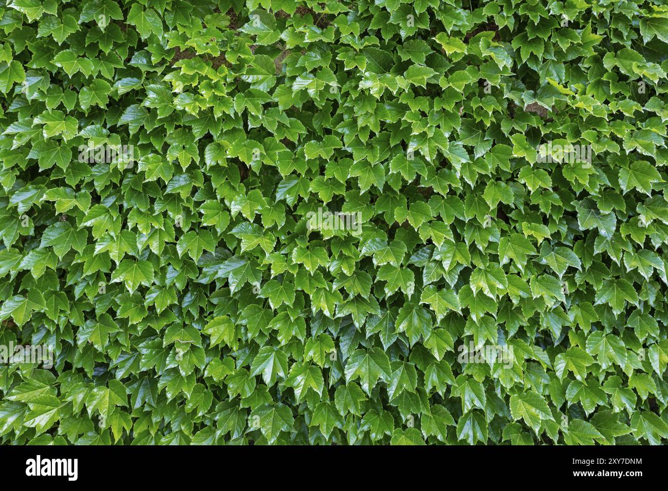 Wildrebe (Parthenocissus tricuspidata) als Hintergrund Stockfoto