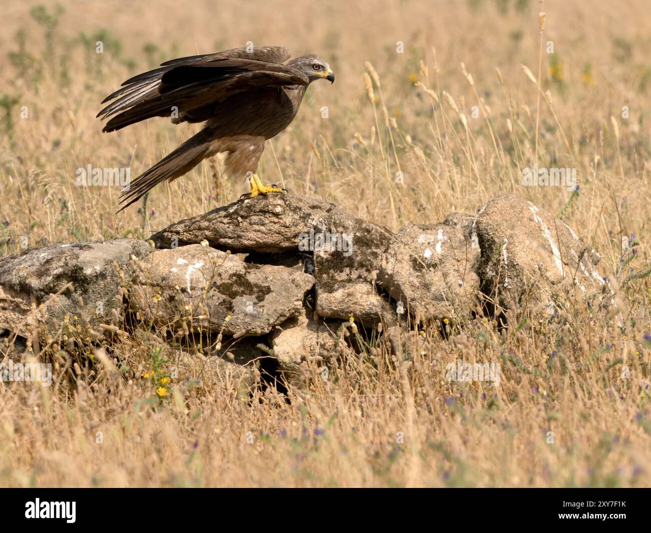 Schwarzer Drache (Milvus migrans) auf Felsen in langem Grasland, Calera bei Talavera de la Reina, Spanien Stockfoto