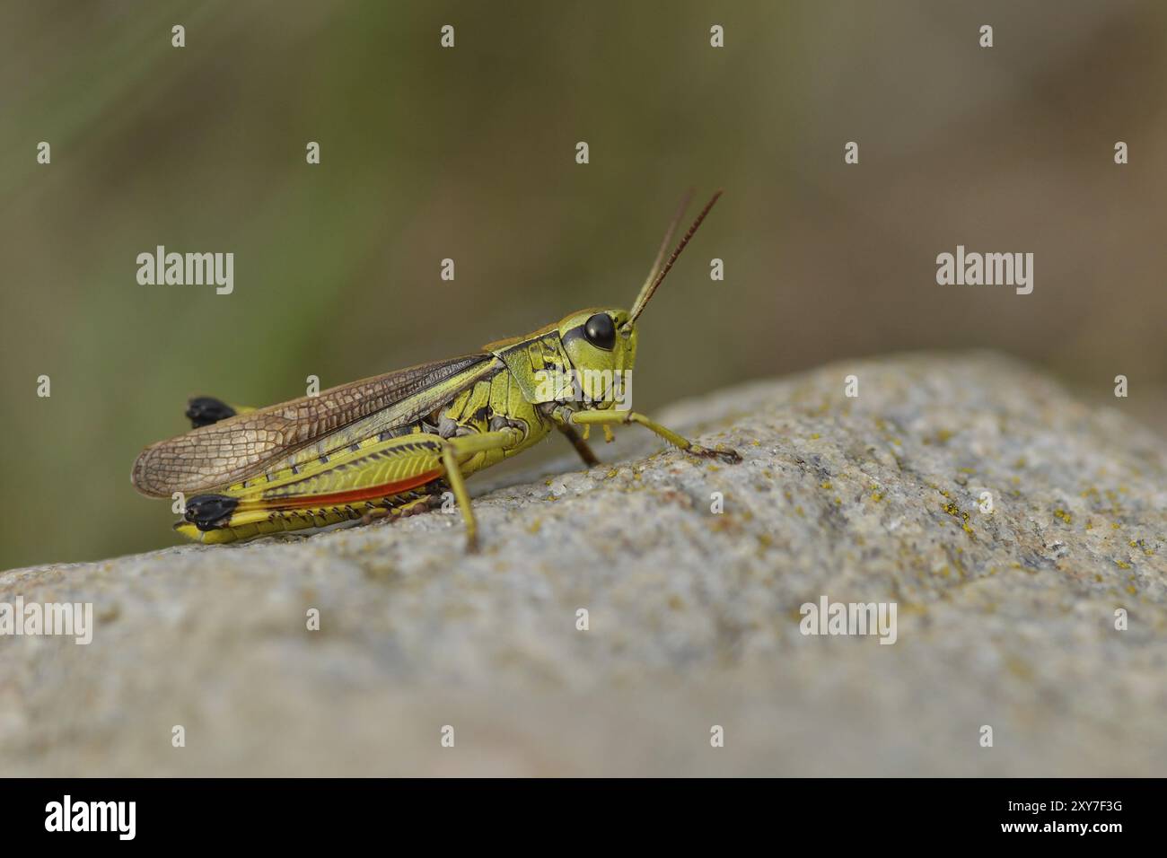 Seltene große Sumpfgrasscheuche (Stethophyma grossum) auf einer Wiese in schweden Stockfoto