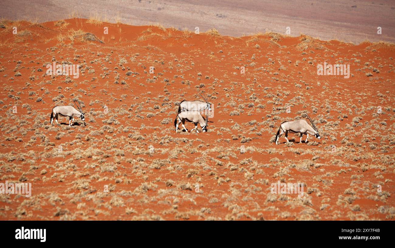 Oryx Antilopen im Namib Rand Naturschutzgebiet auf Wolwedans in Namibia Stockfoto