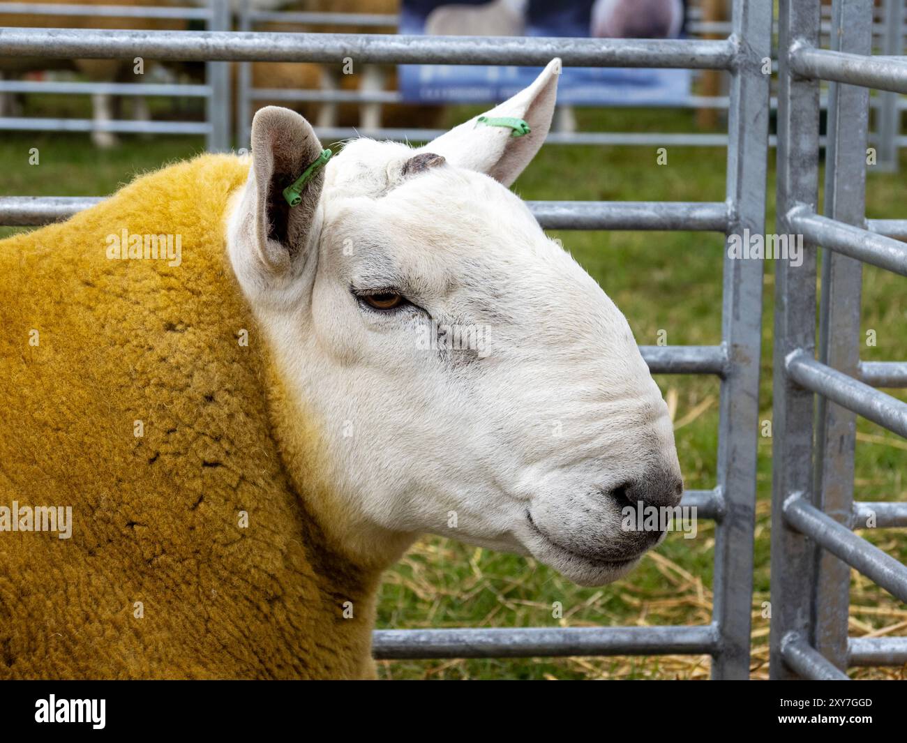 Ein Widder bei der Reeth Show in Swaledale, Yorkshire Dales, Großbritannien. Stockfoto