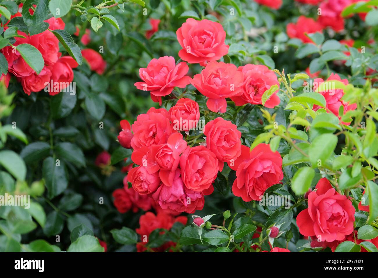 Leuchtend rosa Wander Teppich Rose in Blume. Stockfoto