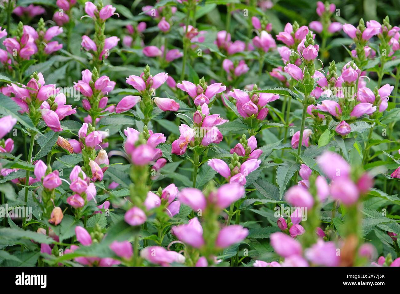 Rosa Chelone obliqua, verdrehte Muschelblume, in Blüte. Stockfoto