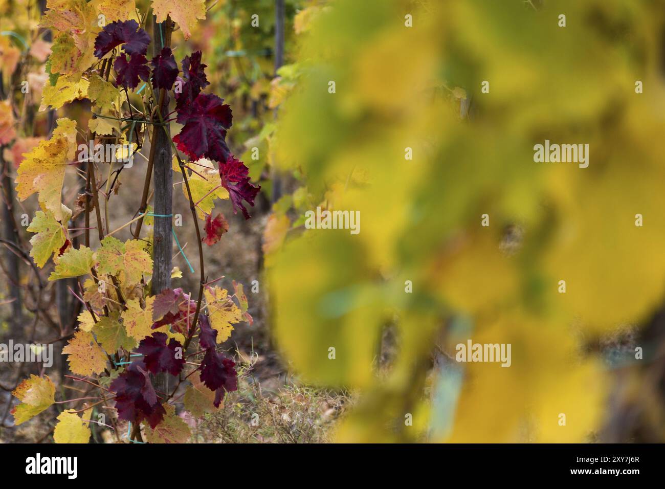 Bunte Weinblätter im Herbst auf dem Rotweinwanderweg im Ahrtal Stockfoto