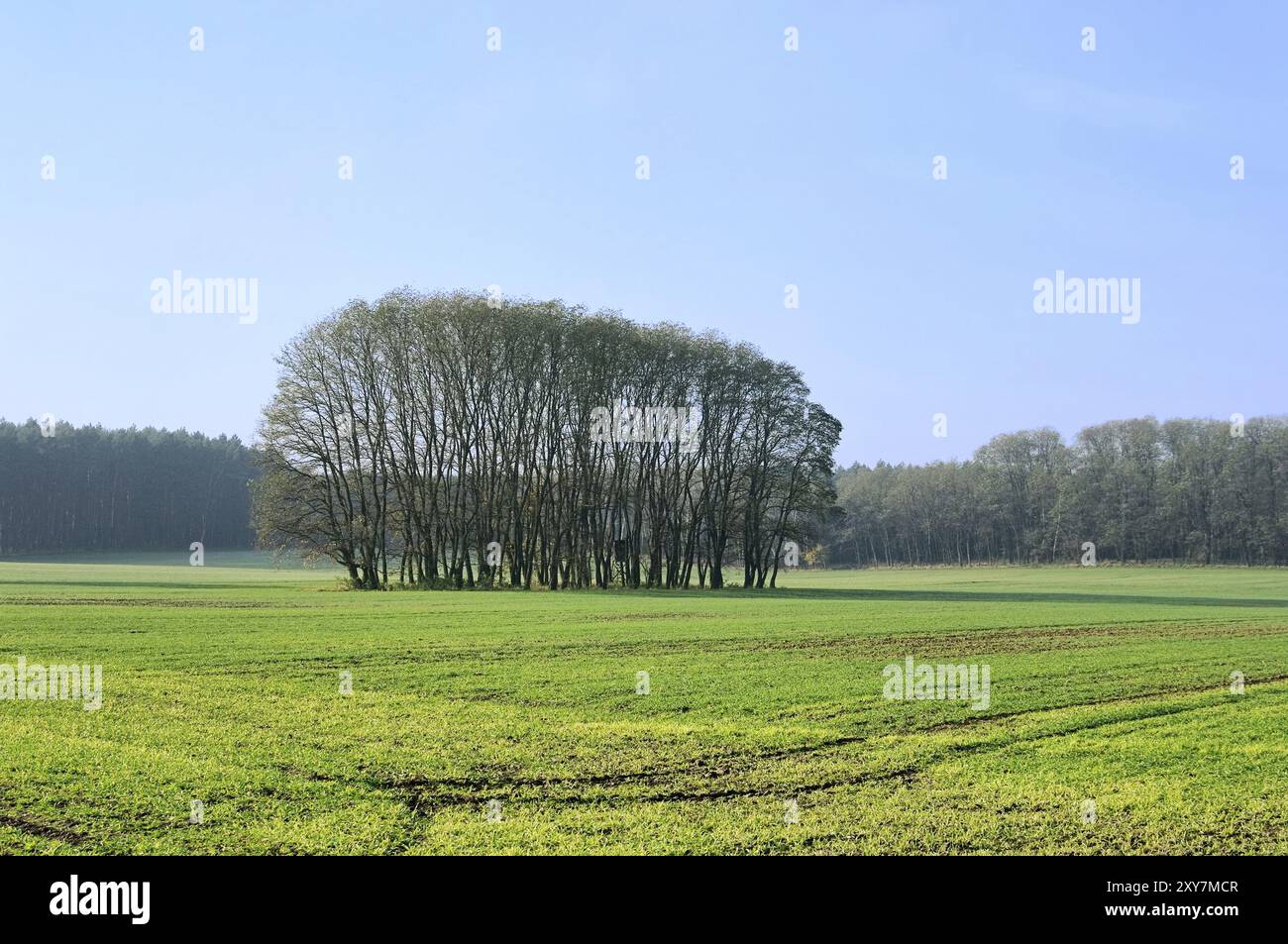 Feld und Wald, Feld und Wald 01 Stockfoto