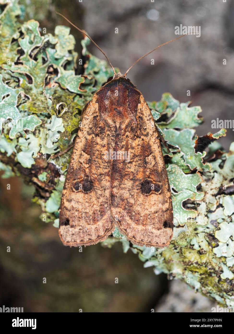 Oberseite einer großen gelben Unterflügelmotte, Noctua pronuba, in einem Garten in Plymouth, Großbritannien Stockfoto