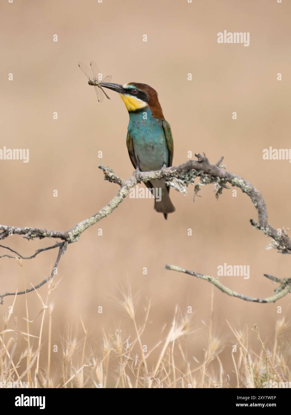 Europäischer Bienenfresser (Merops apiaster) auf einem Zweig mit Beute im Schnabel, Calera bei Talavera de la Reina, Spanien Stockfoto