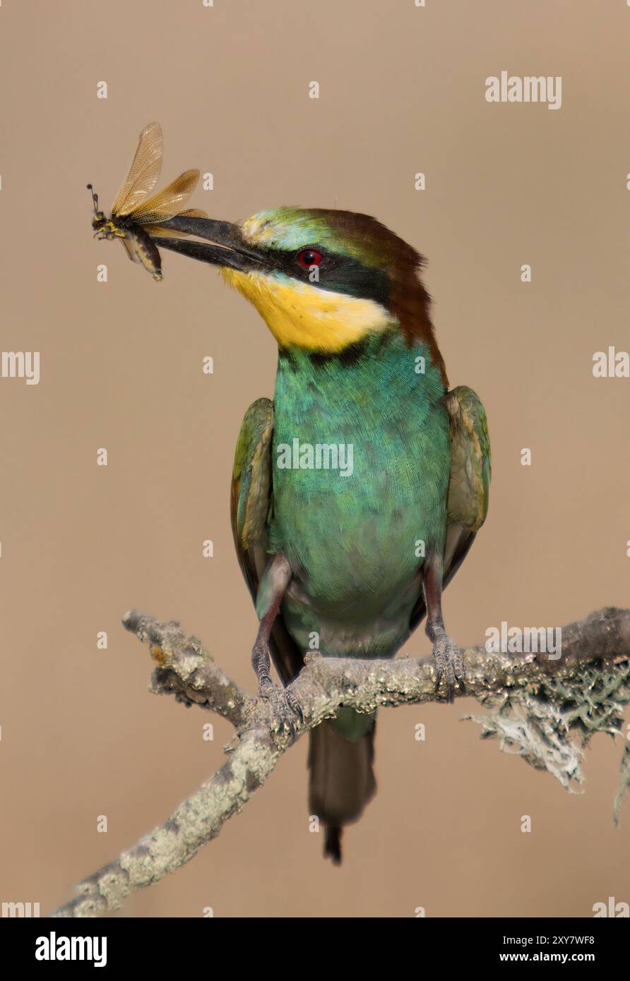 Europäischer Bienenfresser (Merops apiaster) auf einem Zweig mit Beute im Schnabel, Calera bei Talavera de la Reina, Spanien Stockfoto