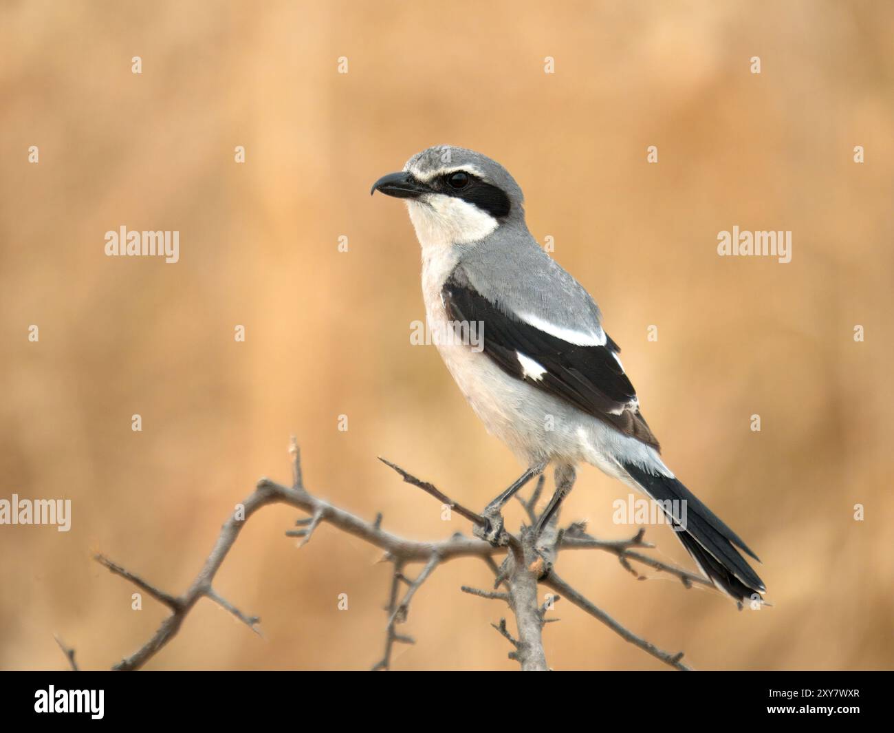 Großgrauer Krabben (Lanius excubitor) auf Zweig, Calera bei Talavera de la Reina, Spanien Stockfoto