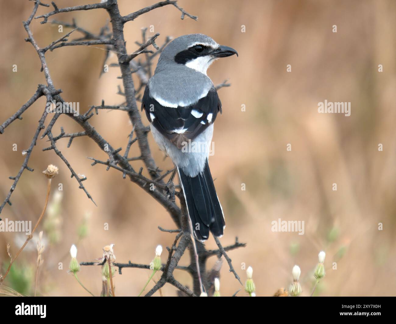 Großgrauer Krabben (Lanius excubitor) auf Zweig, Calera bei Talavera de la Reina, Spanien Stockfoto