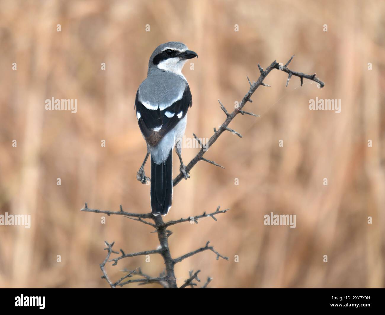 Großgrauer Krabben (Lanius excubitor) auf Zweig, Calera bei Talavera de la Reina, Spanien Stockfoto