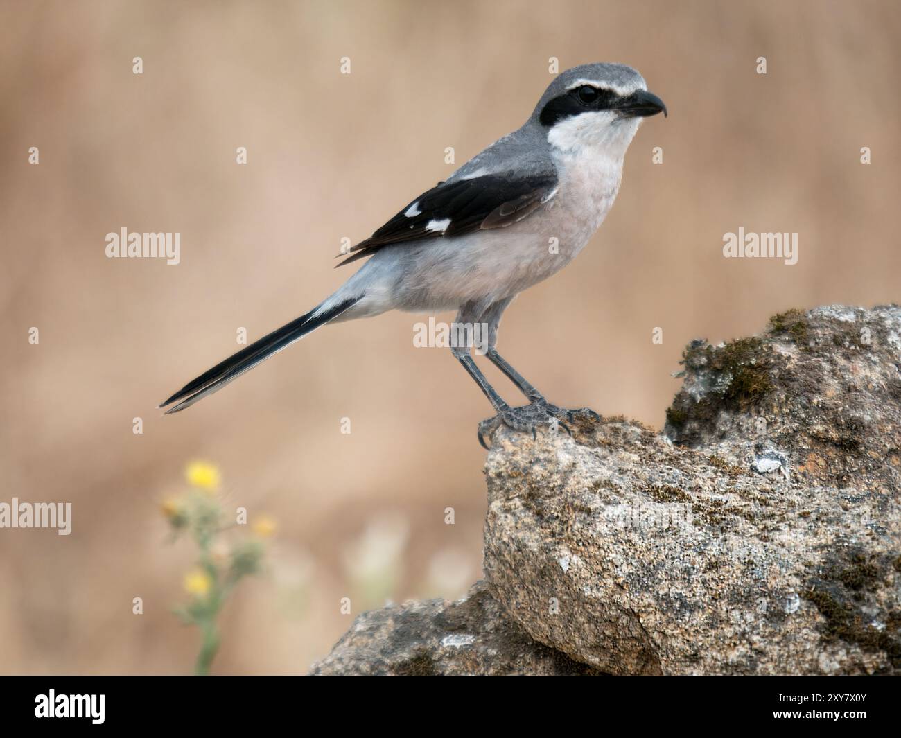 Großgrauer Krabben (Lanius excubitor) auf Zweig, Calera bei Talavera de la Reina, Spanien Stockfoto