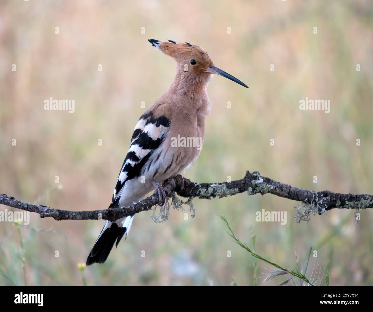 Eurasischer Wiedehopf (Upupa epops) auf Zweig, Calera bei Talavera de la Reina, Spanien Stockfoto