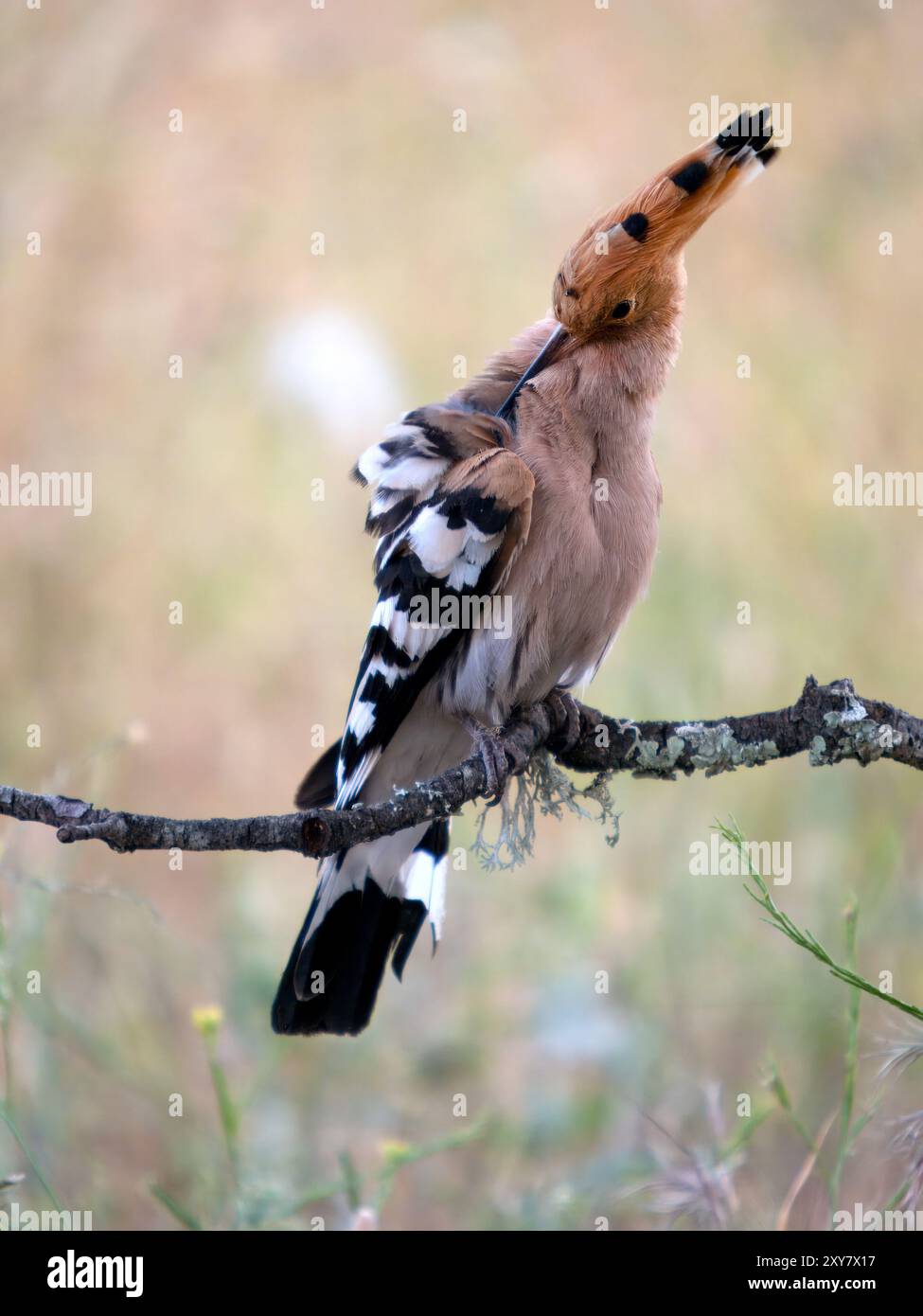 Eurasischer Wiedehopf (Upupa epops) auf Zweig, Calera bei Talavera de la Reina, Spanien Stockfoto