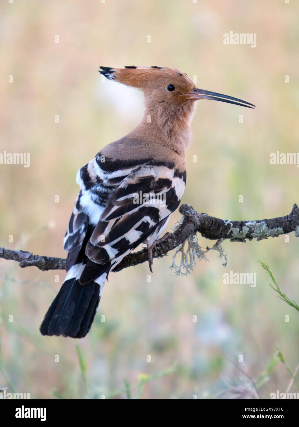 Eurasischer Wiedehopf (Upupa epops) auf Zweig, Calera bei Talavera de la Reina, Spanien Stockfoto