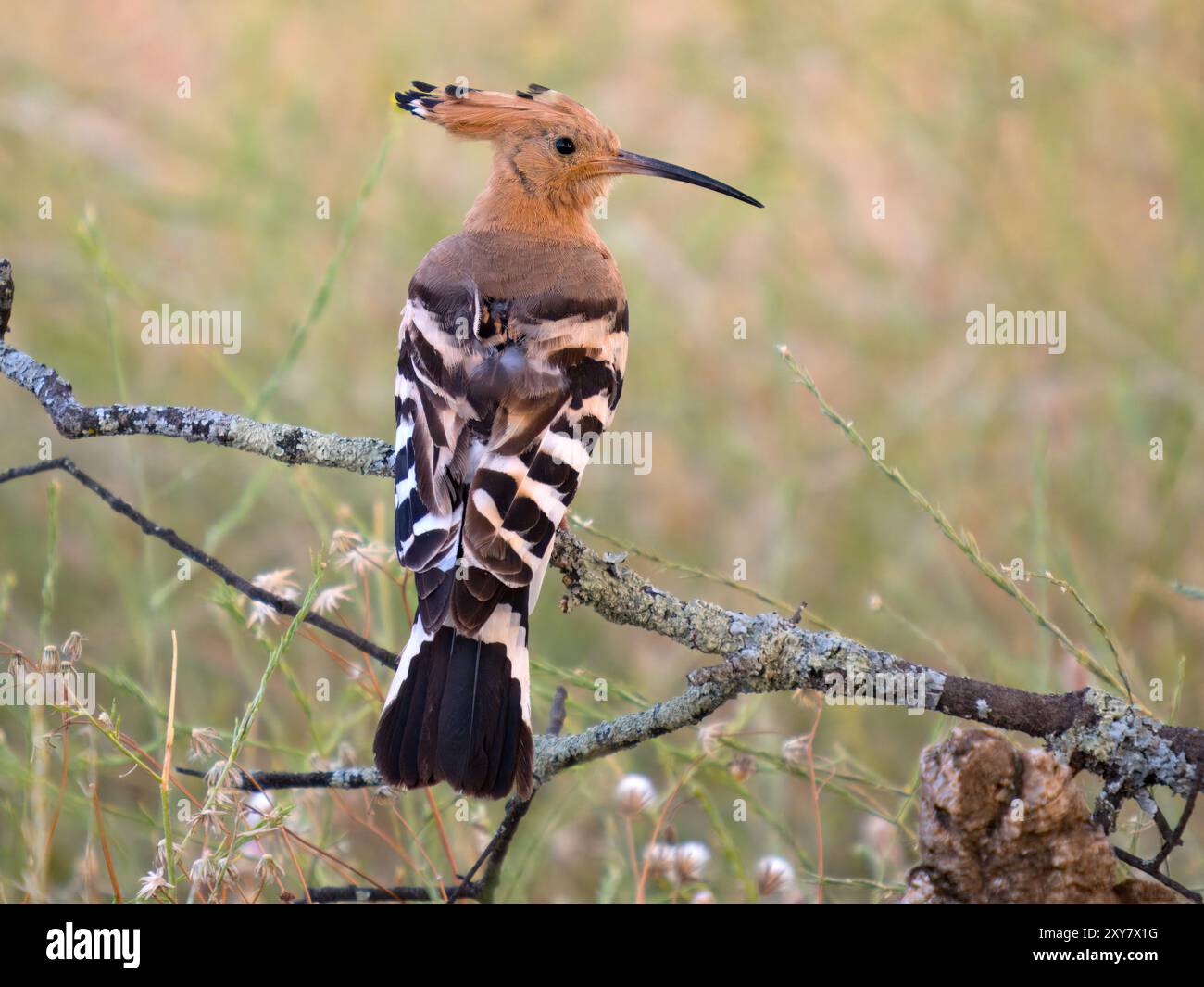 Eurasischer Wiedehopf (Upupa epops) auf Zweig, Calera bei Talavera de la Reina, Spanien Stockfoto