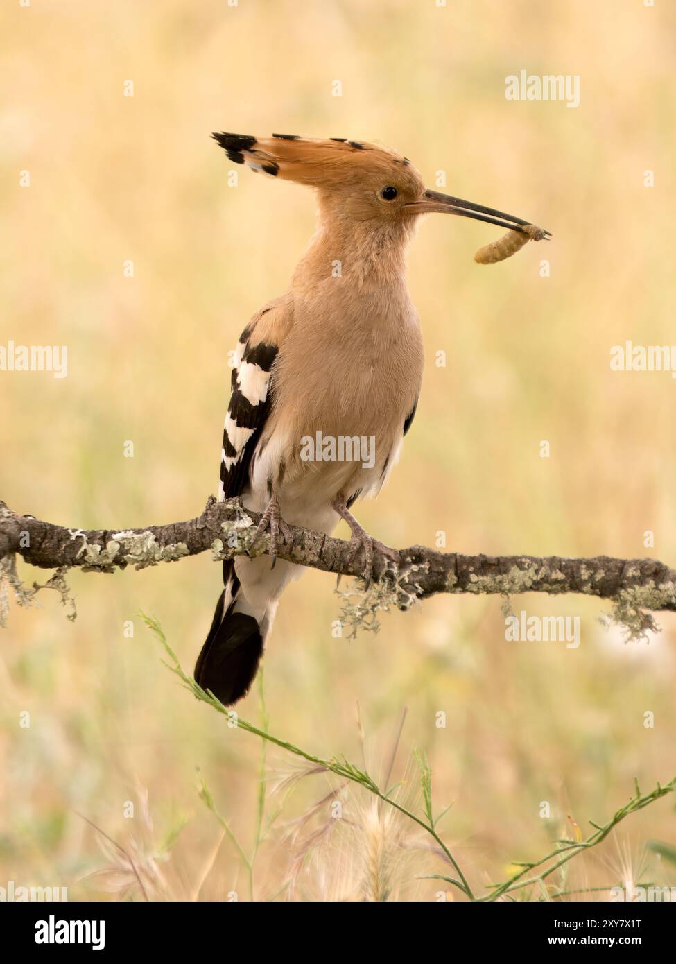 Eurasischer Wiedehopf (Upupa epops) auf einem Zweig mit Käfer im Schnabel, Calera bei Talavera de la Reina, Spanien Stockfoto