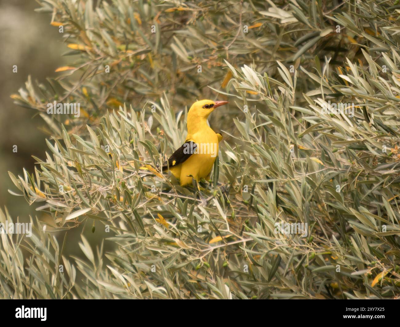 Eurasischer goldener oriole (Oriolus oriolus), der auf Olivenbaum thront, Calera bei Talavera de la Reina, Spanien Stockfoto