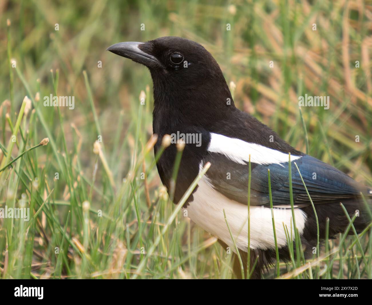 Magpie eurasische Elster (Pica pica) Calera bei Talavera de la Reina, Spanien Stockfoto