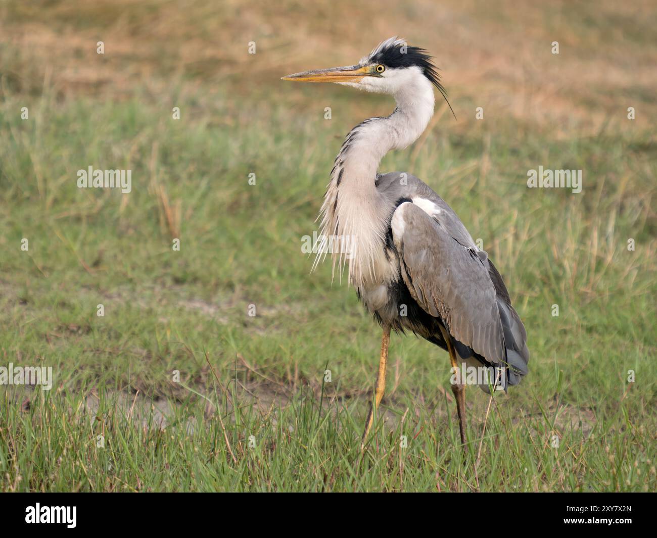 Graureiher (Ardea cinerea) Calera bei Talavera de la Reina, Spanien Stockfoto