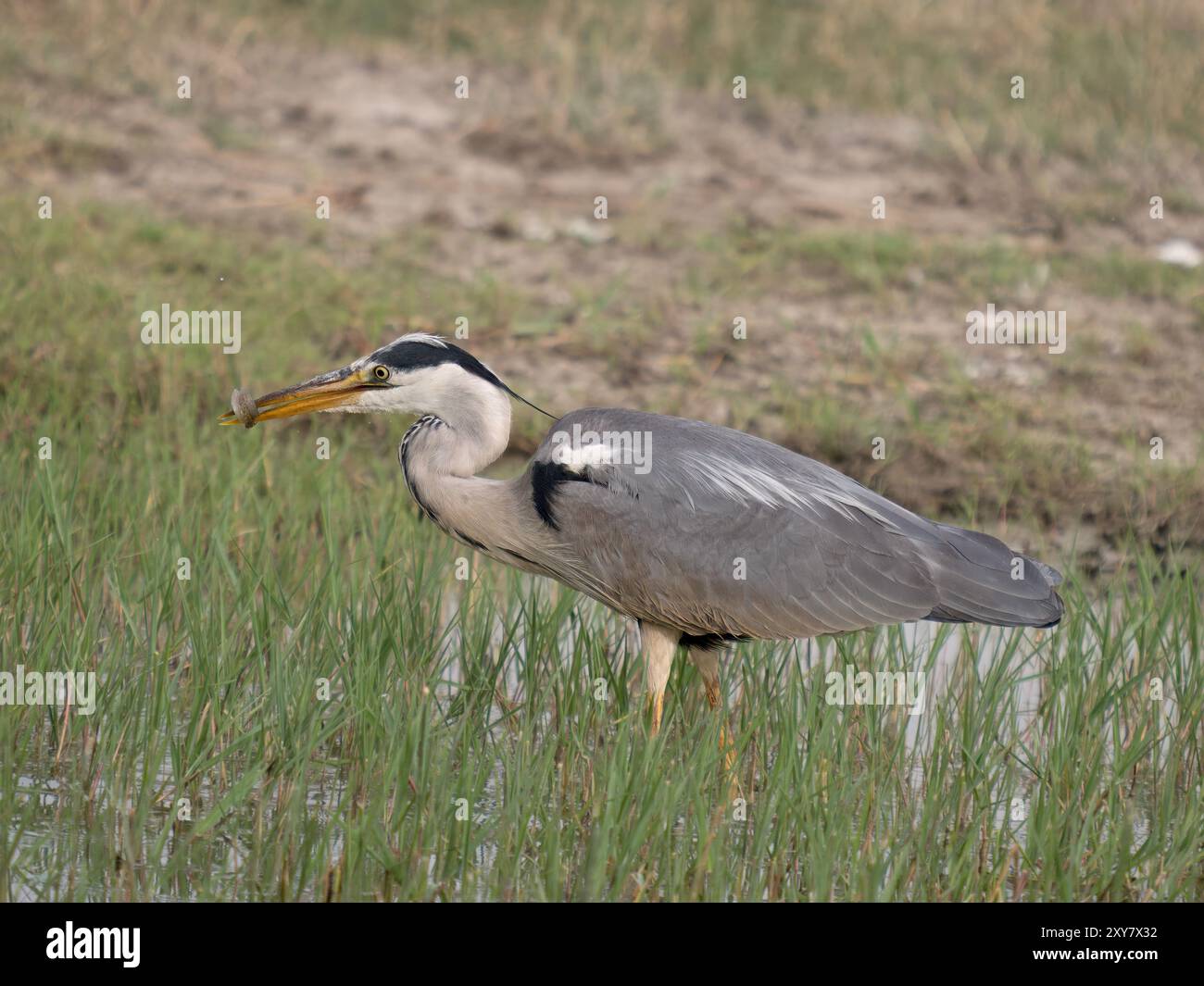 Graureiher (Ardea cinerea) Fische im Schnabel, Calera bei Talavera de la Reina, Spanien Stockfoto