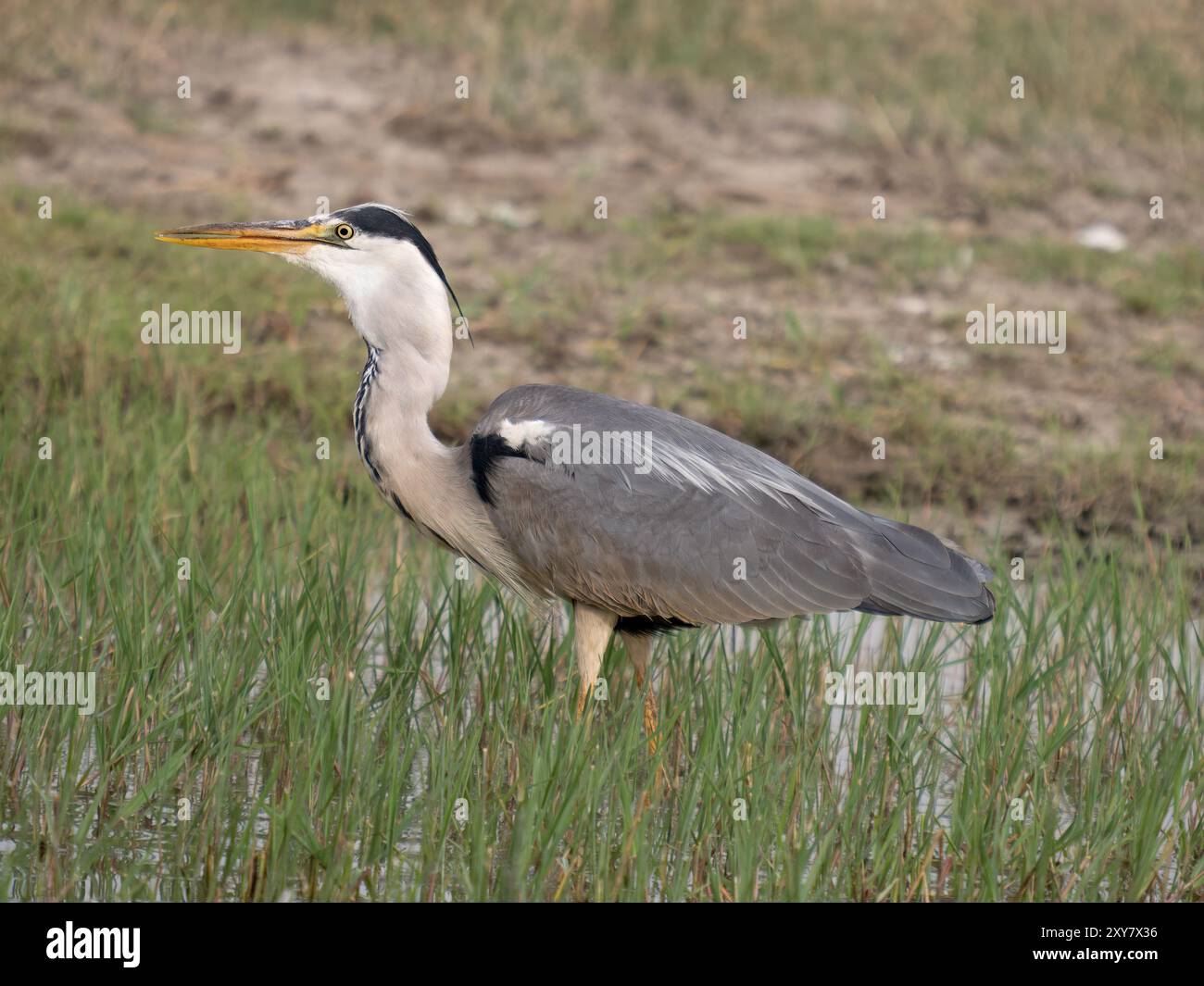 Graureiher (Ardea cinerea) Calera bei Talavera de la Reina, Spanien Stockfoto