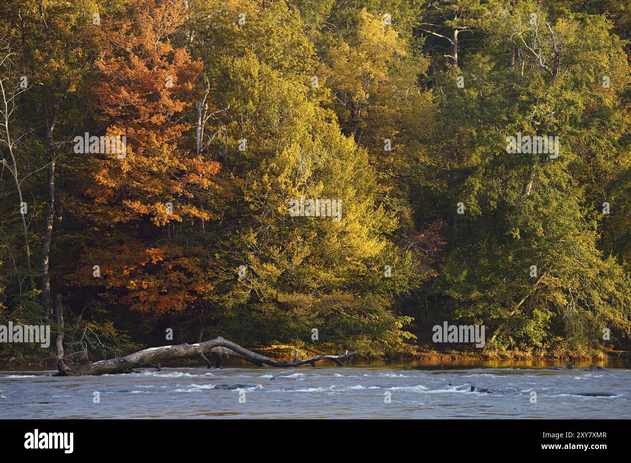 Schöne Herbst Farben Bäume am Ufer Flusses Stockfoto