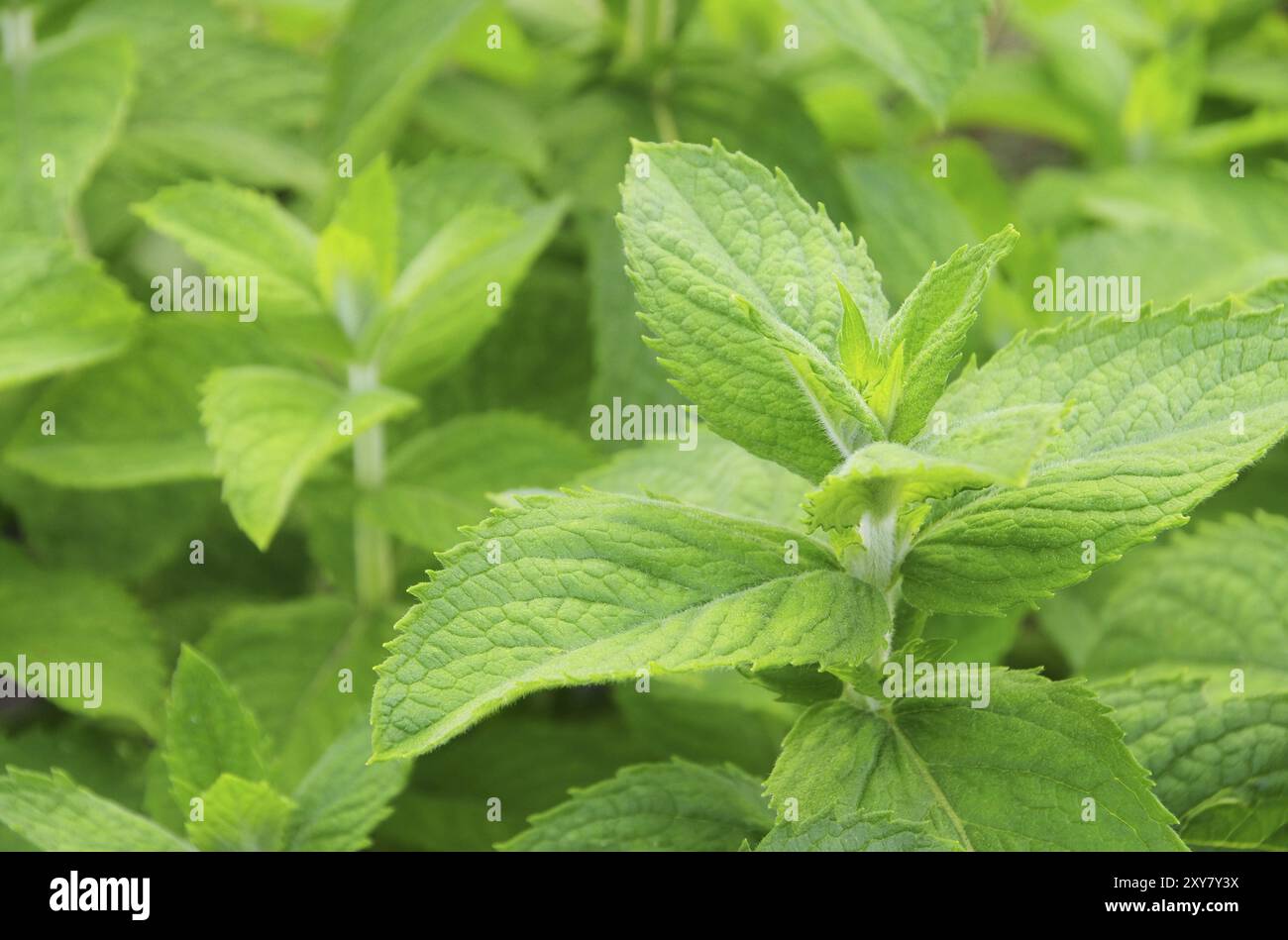 Apfelminze, Mentha villosa 01 Stockfoto