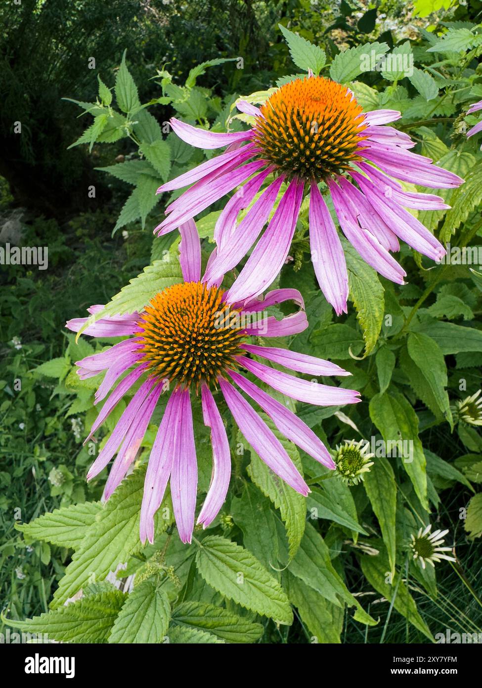 Nahaufnahme von zwei blühenden Echinacea-Blüten in einem Garten Stockfoto