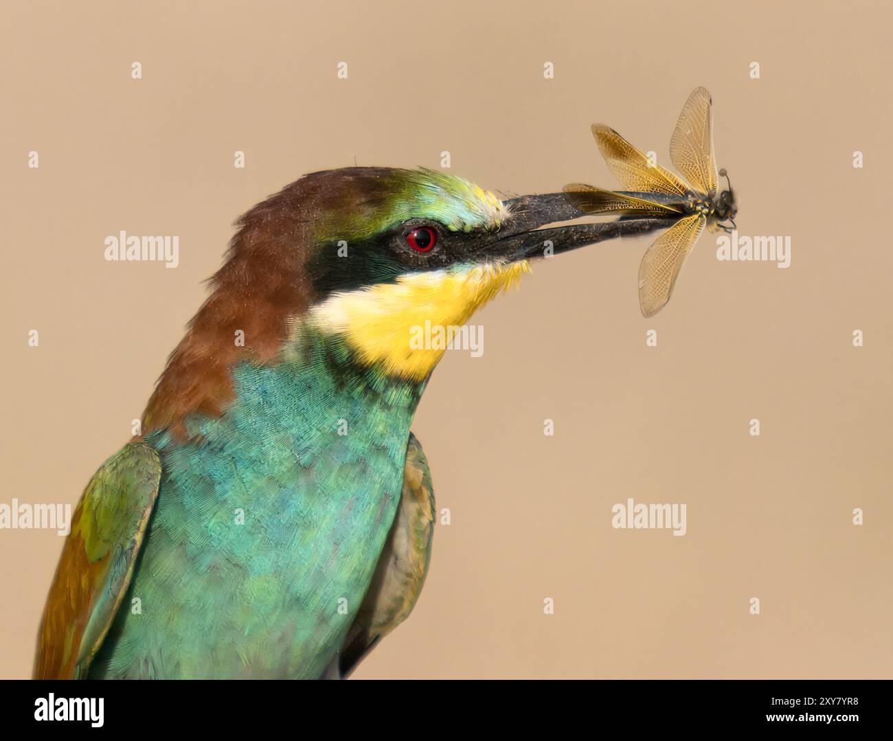 Europäischer Bienenfresser (Merops apiaster) auf einem Zweig mit Beute im Schnabel, Calera bei Talavera de la Reina, Spanien Stockfoto