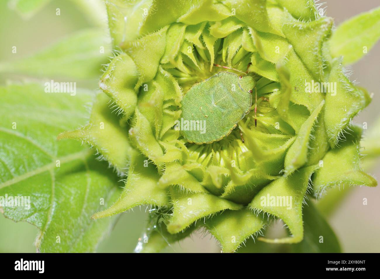 Die Larve der grünen Schildkäfer. Grüne Stinkwanze auf einer dahlia.green Schildwanze auf einer Blume Stockfoto