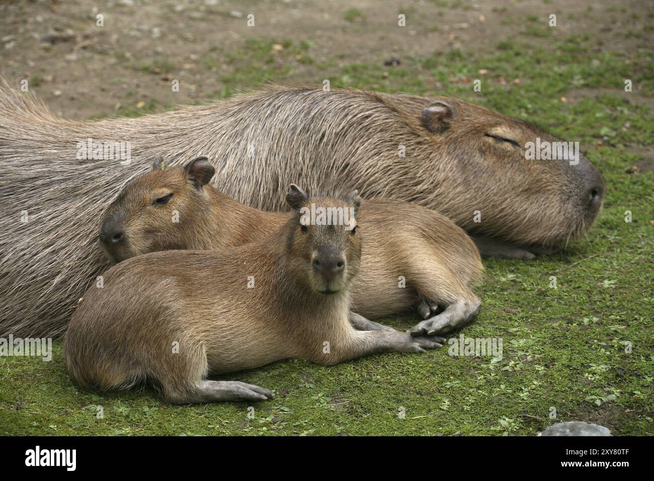 Capybaras (Hydrochoerus hydrochaeris) Stockfoto