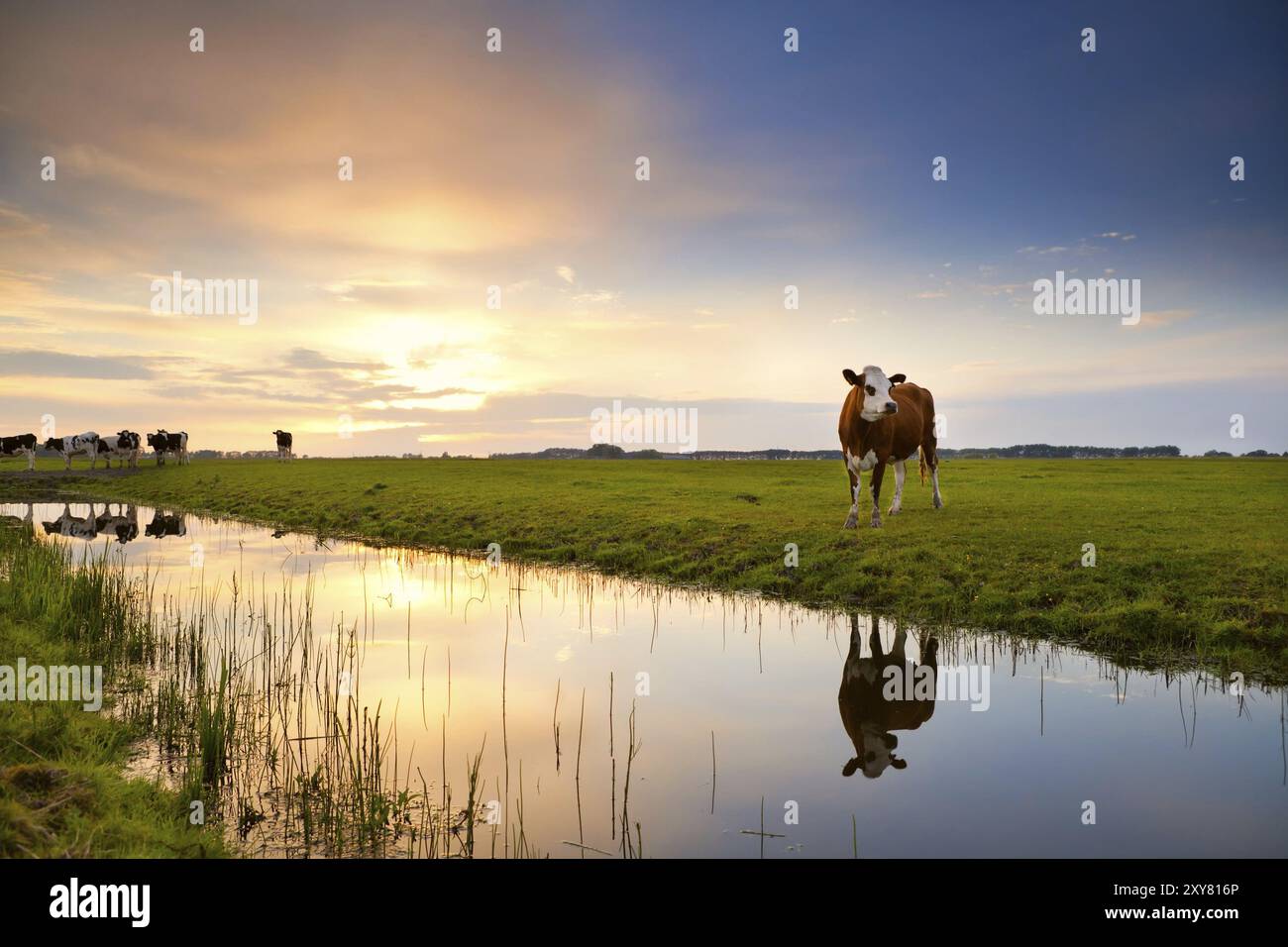 Kuh auf der Weide reflektiert im Fluss bei Sonnenaufgang, Groningen, Niederlande Stockfoto