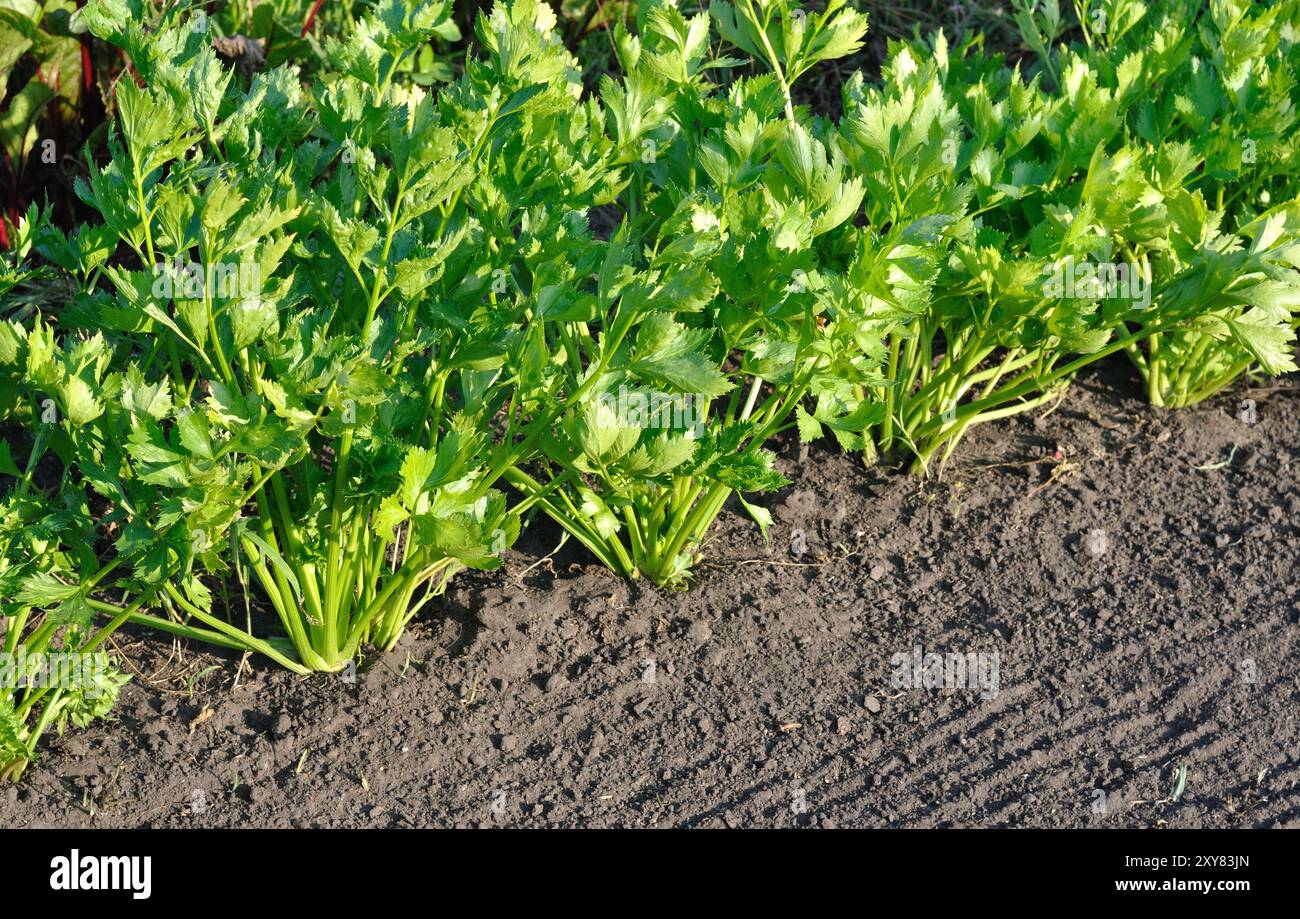 Nahaufnahme der wachsenden Sellerieplantage (Blattgemüse) im Gemüsegarten am sonnigen Tag Stockfoto
