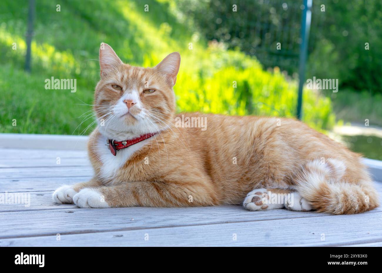 Ingwerkatze blinzt mit den Augen. Rote Katze in der Natur. Stockfoto