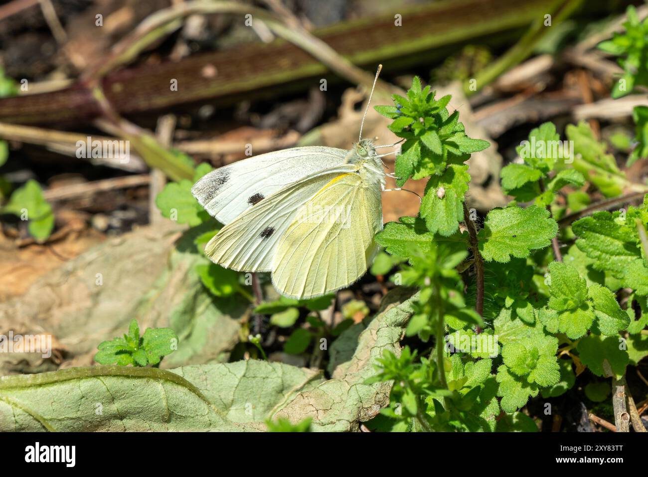 Kohl Weißer Schmetterling (Pieris rapae) auf einem Blumenblatt ruhen, Insekten Stock Foto Bild Stockfoto