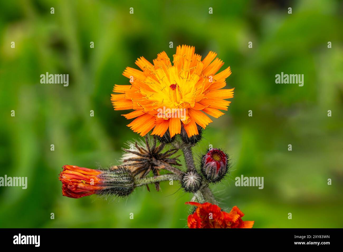 Ranunculus Ficaria „Brazen Hussy“ eine im Frühling Sommer blühende Pflanze mit einer gelben orangen Frühlingsblume, die allgemein als kleiner Kelandine bekannt ist Stockfoto