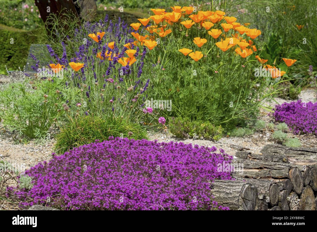 Roter Sandthymian (coccineus), kalifornischer Mohn (Eschscholzia californica) und Lavendel, Landkreis Münsterland Bildungsgarten, Nordrhein-Westfalen Stockfoto