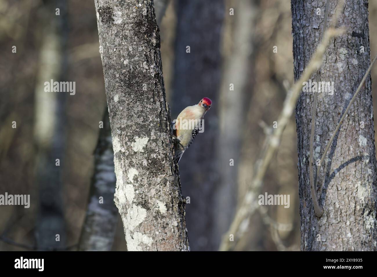 Der Rotspecht (Melanerpes carolinus) im Park Stockfoto