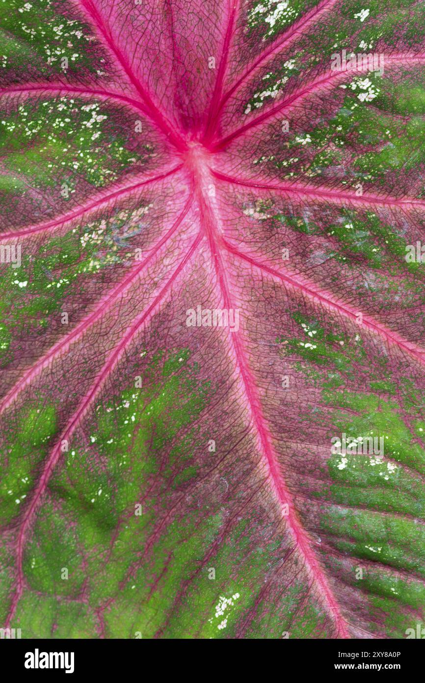 Exotischen pflanze Blatt als Hintergrund Stockfoto