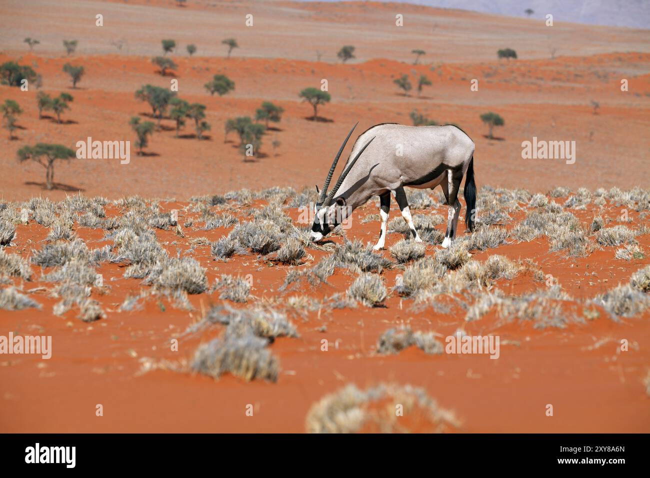 Oryx Antilope im Namib Rand Naturschutzgebiet auf Wolwedans in Namibia Stockfoto