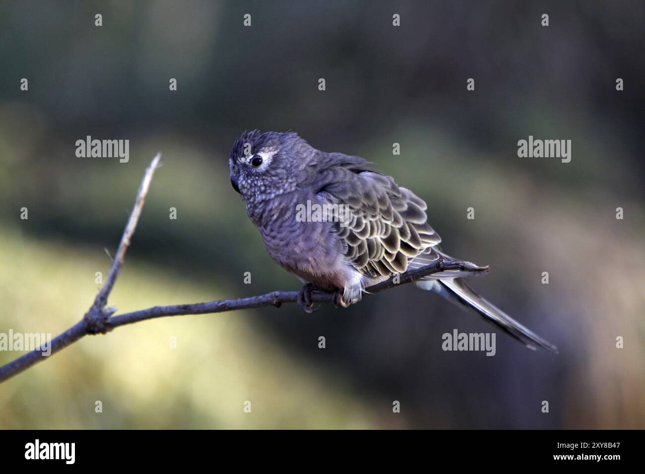 Bourke's Sittich Stockfoto